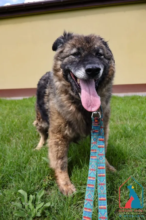 Pies do adopcji, Grudziądz, 20 lipca 2022 (3/5)