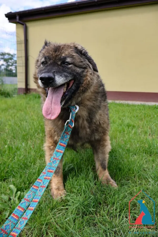 Pies do adopcji, Grudziądz, 20 lipca 2022 (5/5)