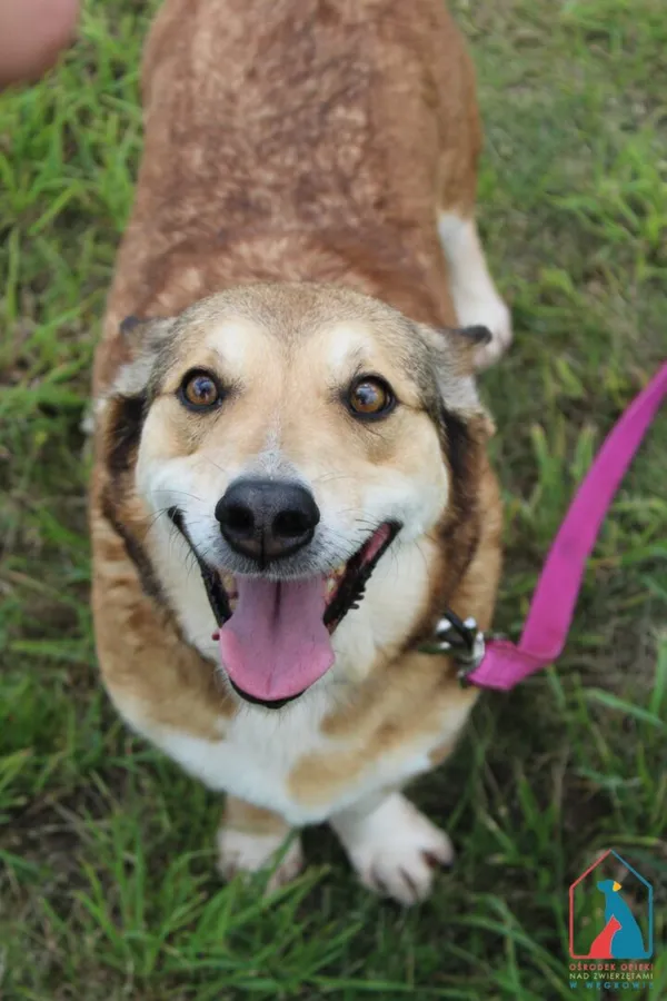 Pies do adopcji, Grudziądz, 29 kwietnia 2022 (1/5)