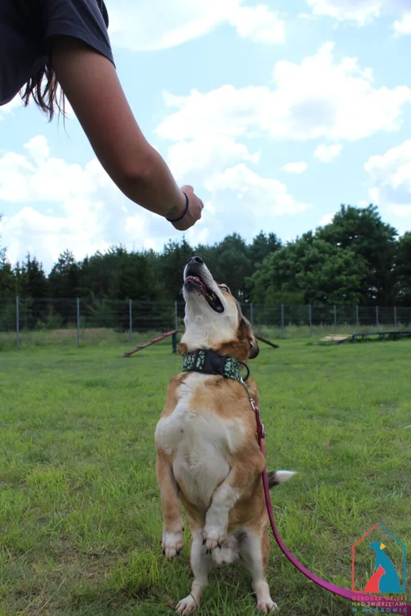 Pies do adopcji, Grudziądz, 29 kwietnia 2022 (2/5)