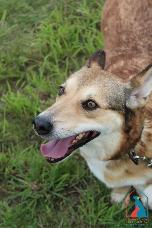 Pies do adopcji, Grudziądz, 29 kwietnia 2022 (3/5)