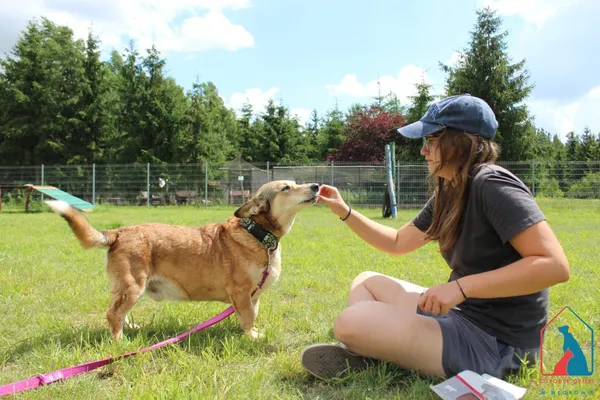 Pies do adopcji, Grudziądz, 29 kwietnia 2022 (4/5)