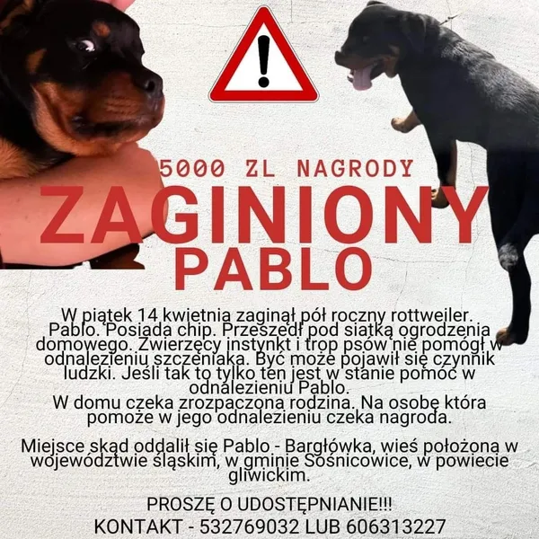 Zaginął pies, Bargłówka, 20 kwietnia 2023 (1/3)
