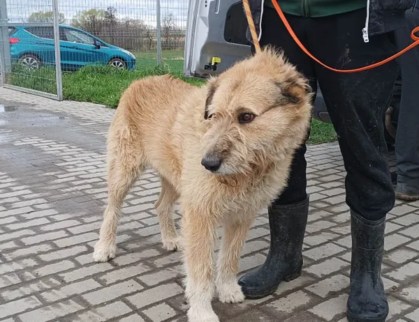 Znaleziono psa, Świdnica, 15 kwietnia 2023