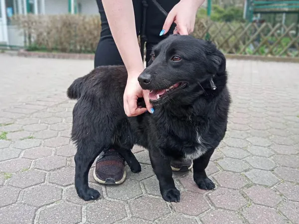 Znaleziono psa, Toruń, 18 kwietnia 2023