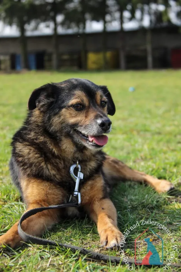 Pies do adopcji, Węgrowo, 30 grudnia 2019 (1/5)
