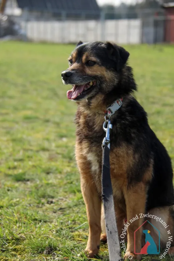 Pies do adopcji, Węgrowo, 30 grudnia 2019 (2/5)