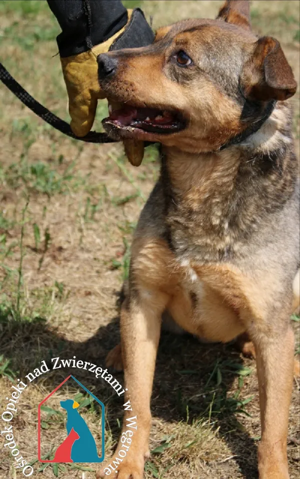 Pies do adopcji, Węgrowo, 26 czerwca 2022 (5/5)