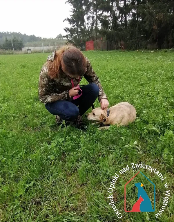 Pies do adopcji, Grudziądz, 30 grudnia 2019 (2/5)