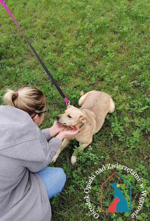 Pies do adopcji, Grudziądz, 30 grudnia 2019 (4/5)