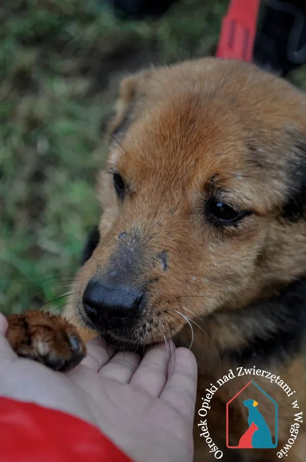 Pies do adopcji, Węgrowo, 28 grudnia 2019 (5/5)