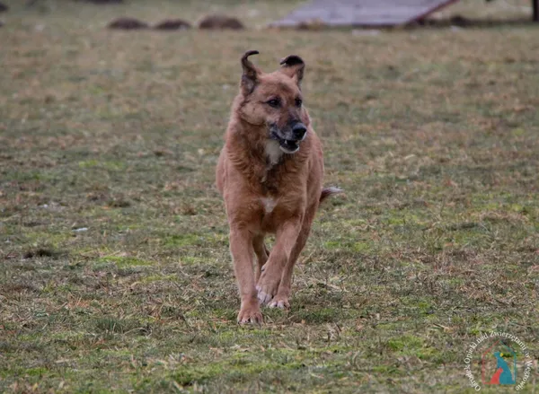 Pies do adopcji, Węgrowo, 10 stycznia 2023 (5/5)