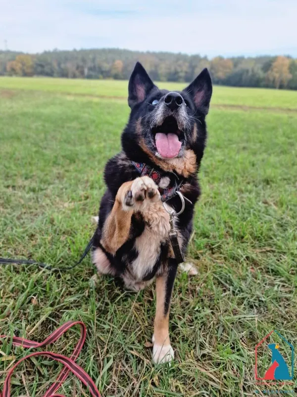 Pies do adopcji, Grudziądz, 26 października 2021 (4/5)