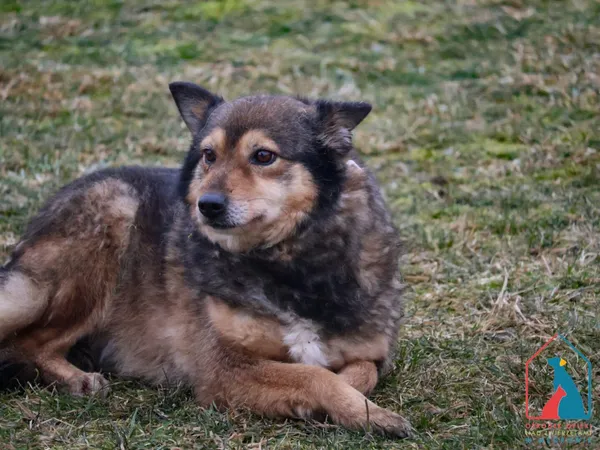 Pies do adopcji, Grudziądz, 24 czerwca 2022 (1/5)
