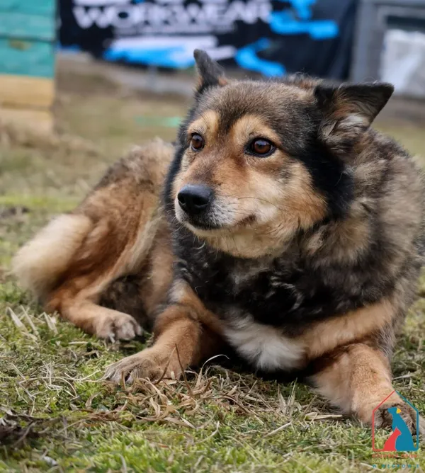 Pies do adopcji, Grudziądz, 24 czerwca 2022 (2/5)