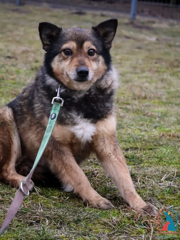 Pies do adopcji, Grudziądz, 24 czerwca 2022 (3/5)