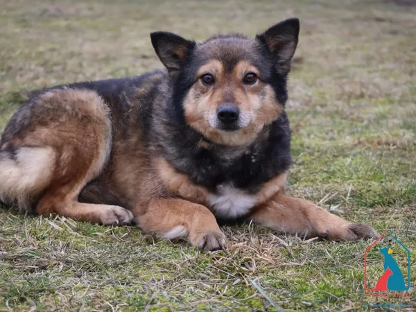 Pies do adopcji, Grudziądz, 24 czerwca 2022 (4/5)