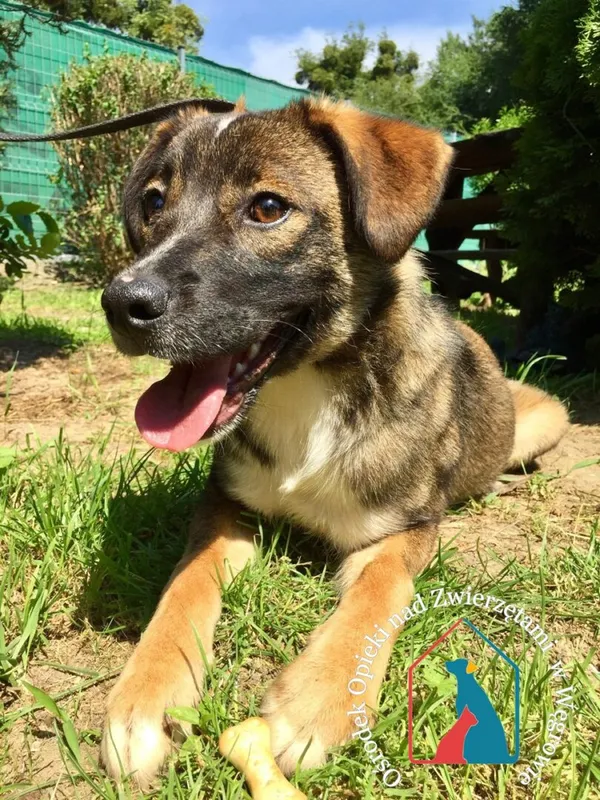 Pies do adopcji, Węgrowo, 3 czerwca 2022 (2/5)