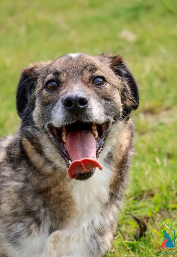 Pies do adopcji, Grudziądz, 3 czerwca 2020 (1/5)