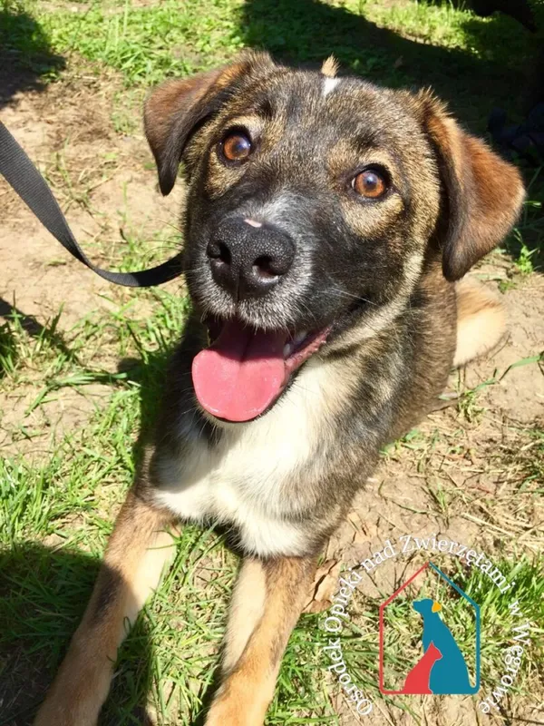 Pies do adopcji, Grudziądz, 3 czerwca 2020 (5/5)