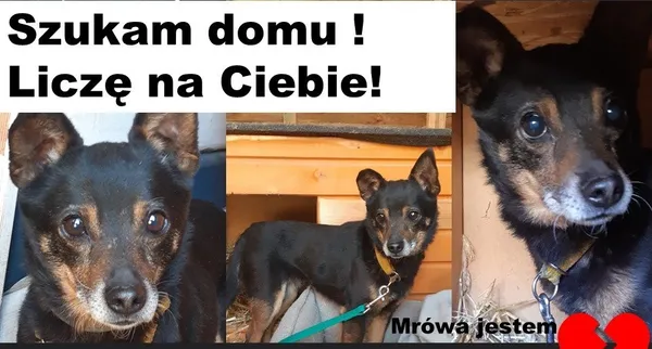 Pies do adopcji, Korabiewice, 29 stycznia 2023 (2/3)