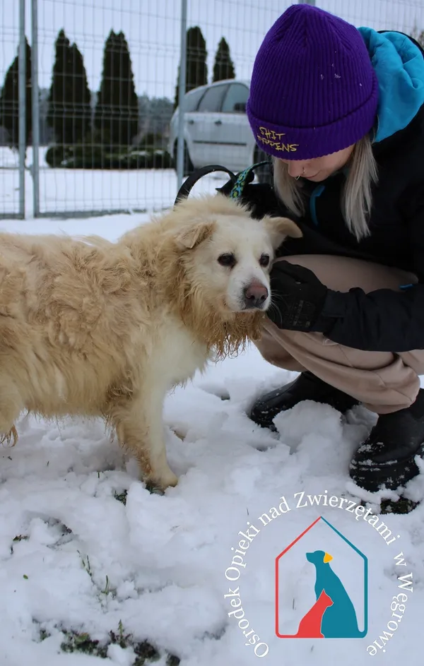 Pies do adopcji, Węgrowo, 19 stycznia 2023 (4/5)