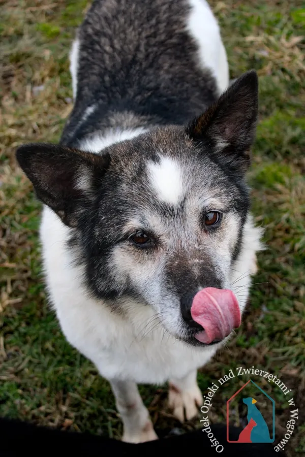 Pies do adopcji, Węgrowo, 28 grudnia 2019 (5/5)