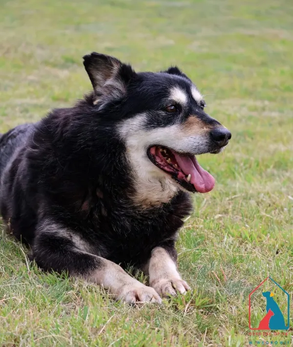 Pies do adopcji, Grudziądz, 22 marca 2021 (1/5)