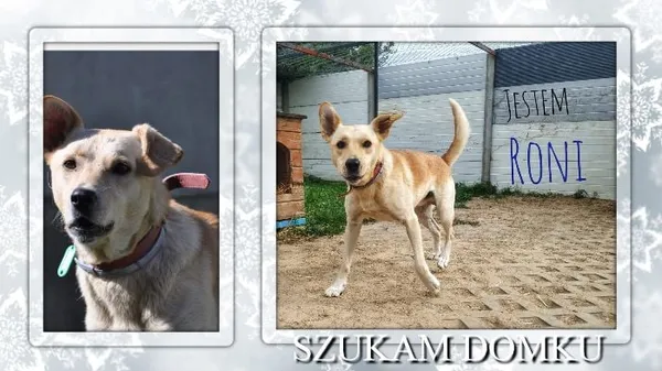 Pies do adopcji, Korabiewice, 15 czerwca 2021 (5/5)
