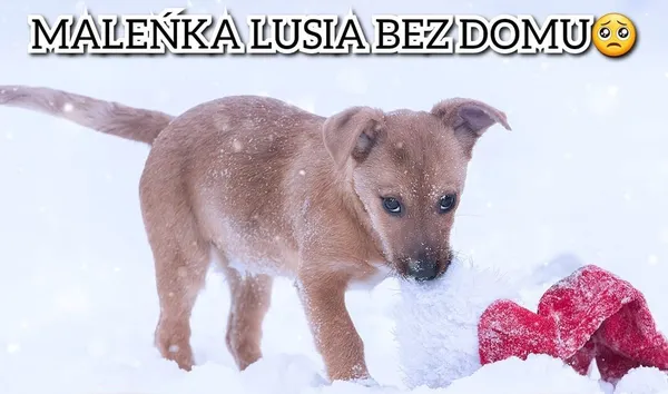 Pies do adopcji, Korabiewice, 28 stycznia 2023 (2/3)