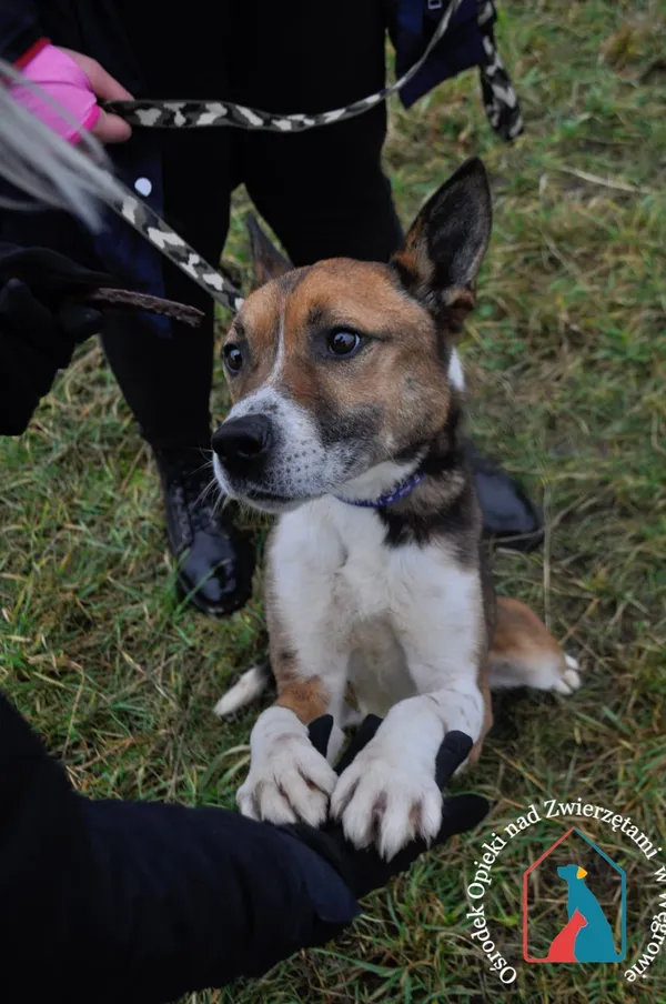 Pies do adopcji, Węgrowo, 4 września 2020 (2/5)