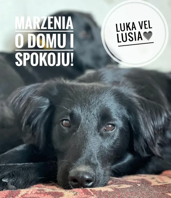 Pies do adopcji, Korabiewice, 28 stycznia 2023 (5/5)