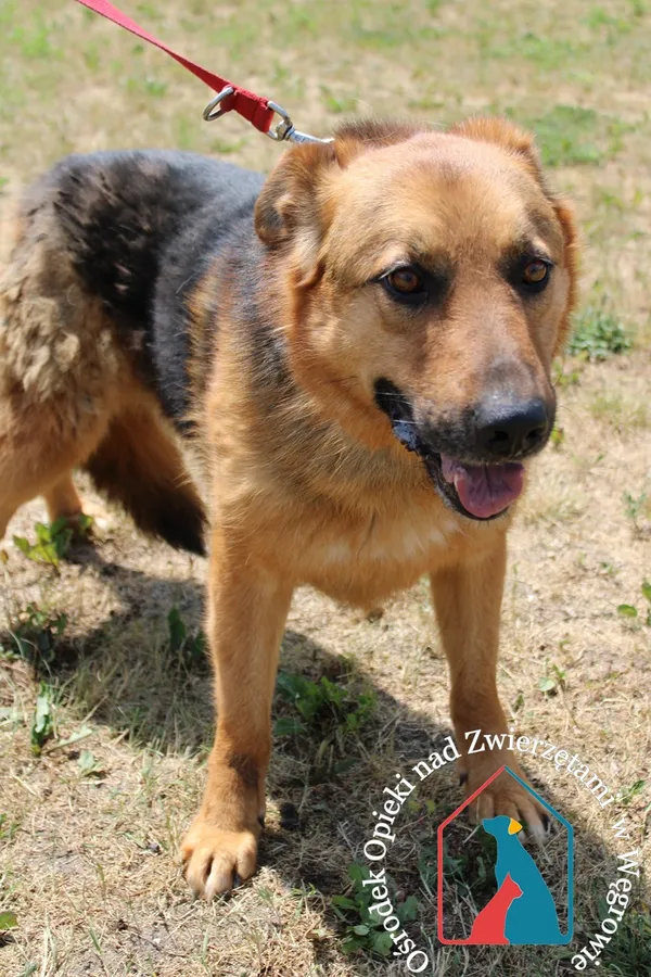 Pies do adopcji, Węgrowo, 29 czerwca 2020 (2/5)