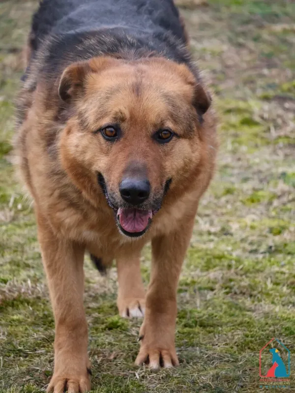 Pies do adopcji, Grudziądz, 29 czerwca 2020 (1/5)