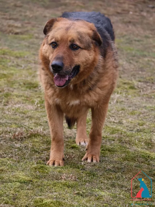 Pies do adopcji, Grudziądz, 29 czerwca 2020 (2/5)