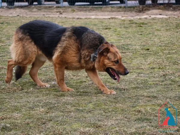 Pies do adopcji, Grudziądz, 29 czerwca 2020 (3/5)