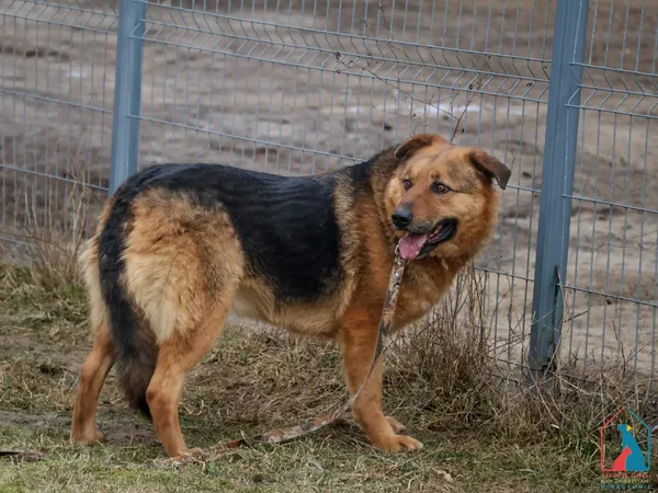 Pies do adopcji, Grudziądz, 29 czerwca 2020 (4/5)