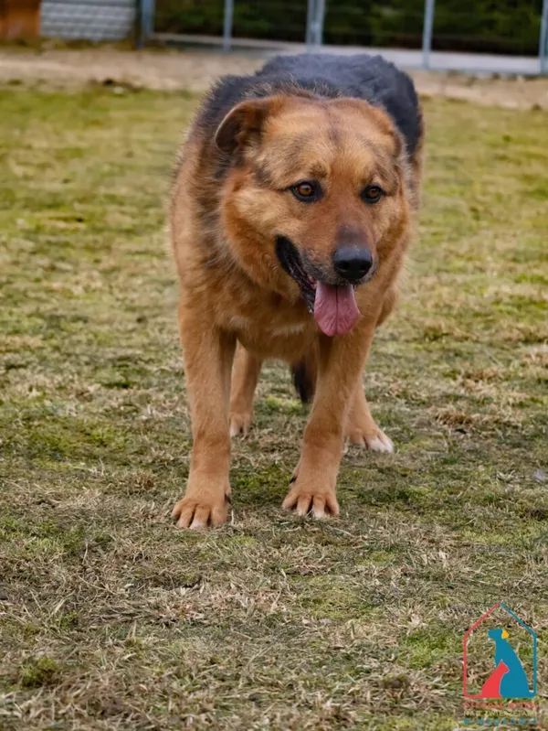 Pies do adopcji, Grudziądz, 29 czerwca 2020 (5/5)