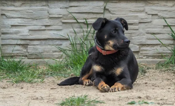Pies do adopcji, Korabiewice, 12 czerwca 2021 (4/5)