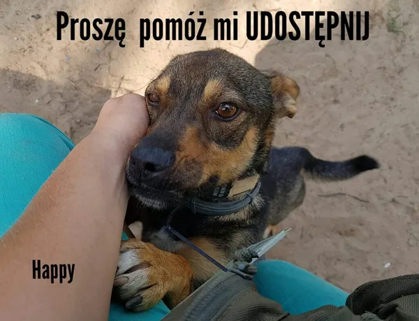 Pies do adopcji, Korabiewice, 12 czerwca 2019 (4/5)