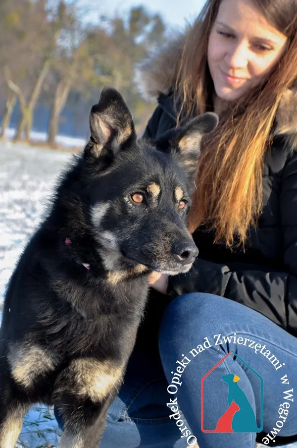 Pies do adopcji, Węgrowo, 1 grudnia 2021 (1/5)