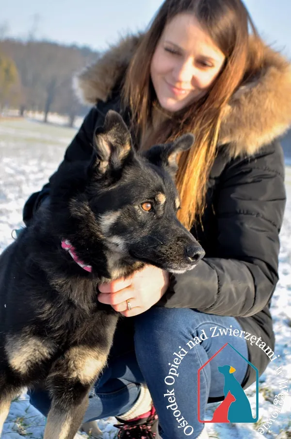 Pies do adopcji, Węgrowo, 1 grudnia 2021 (3/5)