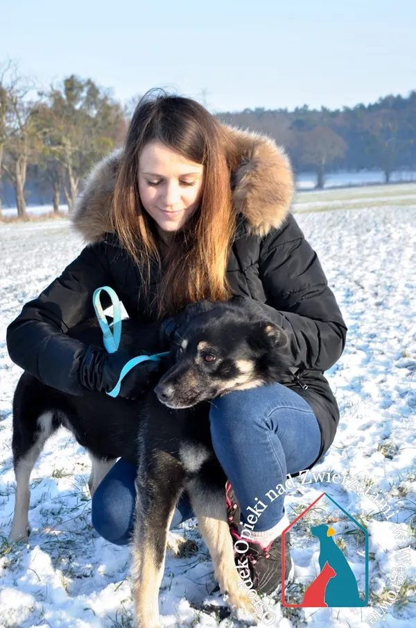 Pies do adopcji, Węgrowo, 1 grudnia 2021 (4/5)