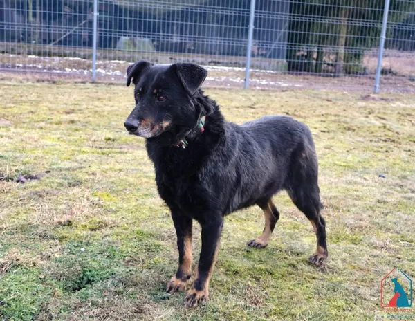 Pies do adopcji, Grudziądz, 15 kwietnia 2020 (1/5)