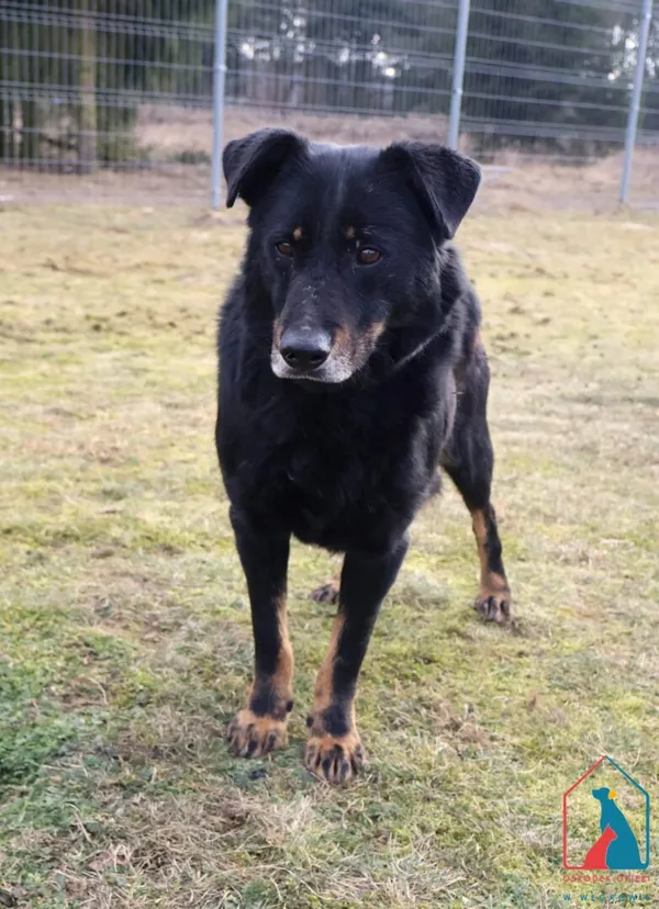 Pies do adopcji, Grudziądz, 15 kwietnia 2020 (2/5)