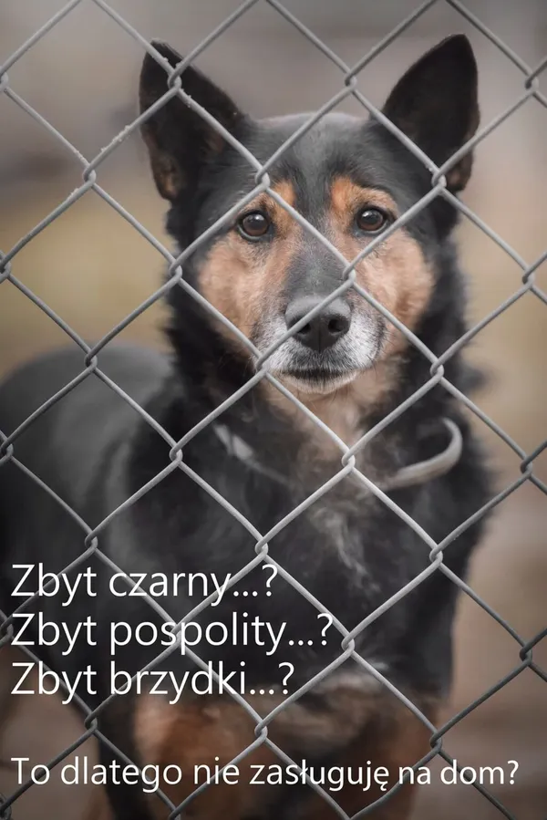 Pies do adopcji, Korabiewice, 15 czerwca 2021 (4/5)
