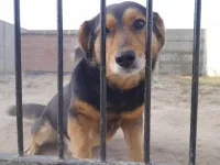 Pies do adopcji, Korabiewice, 12 czerwca 2019 (1/5)
