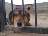 Pies do adopcji, Korabiewice, 12 czerwca 2019 (2/5)