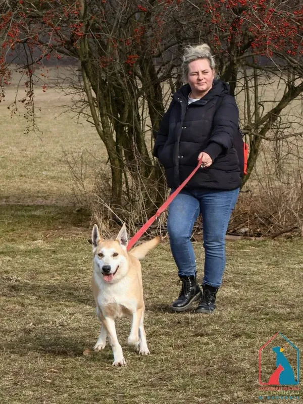 Pies do adopcji, Grudziądz, 30 grudnia 2019 (5/5)