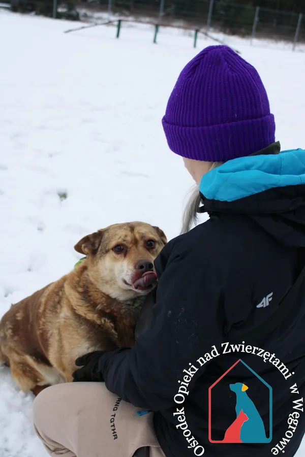 Pies do adopcji, Węgrowo, 19 stycznia 2023 (4/5)